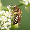 Andrena chrysosceles (Hawthorn Mining Bee).jpg